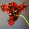 R�e�d� �T�u�l�i�p���. Keywords: Andy Morley;t�u�l�i�p�;�r�e�d�;�f�l�o�w�e�r�;�b�l�a�c�k� �p�a�r�r�o�t�;�s�i�n�g�l�e���